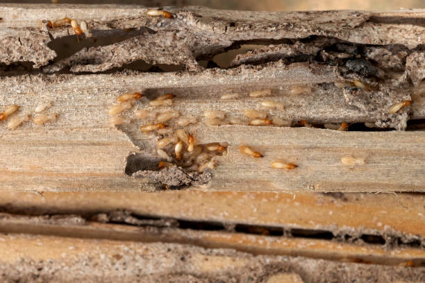 Best Bed Bug Extermination  in South Pottstown, PA